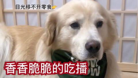 狗子的最新爆料视频,娱乐圈幕后真相大曝光! 第2张 狗子的最新爆料视频,娱乐圈幕后真相大曝光! 第2张